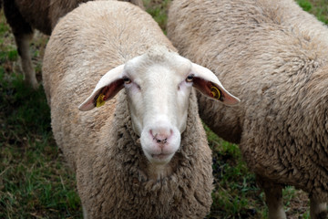 Fototapeta premium Tierhaltung in Bayern