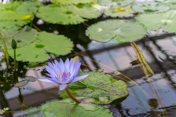 スイレンの花