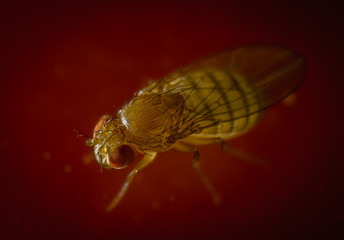 Macro World