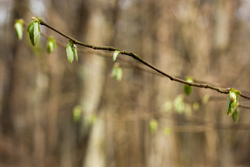 The first spring leaves on a blurred background.