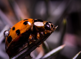 Macro World © Krzysztof