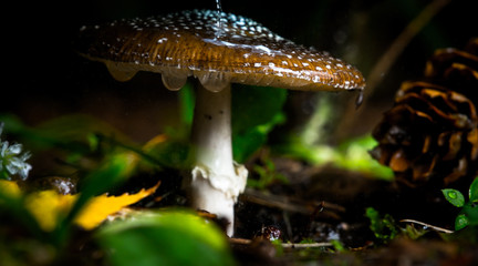 Macro World © Krzysztof