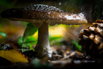 Macro World © Krzysztof