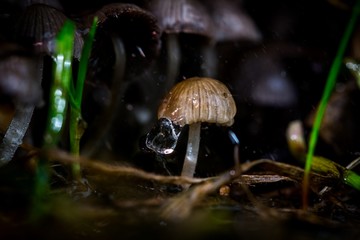 Macro World © Krzysztof