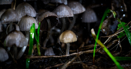 Macro World © Krzysztof