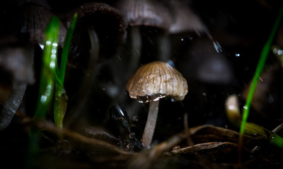 Macro World © Krzysztof