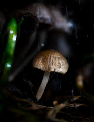 Macro World © Krzysztof