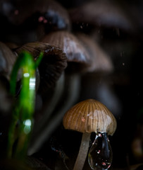 Macro World