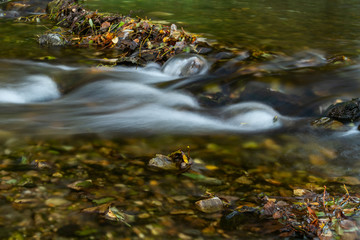 Naklejka premium Autumn landscape with mountain river flowing among mossy stones through the colorful forest. Silky smooth stream of clear water.
