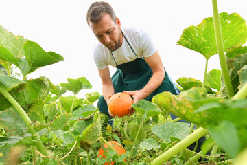 Bauer bei der Ernte von Kürbissen in der Landwirtschaft // Farmer harvesting pumpkins in agriculture