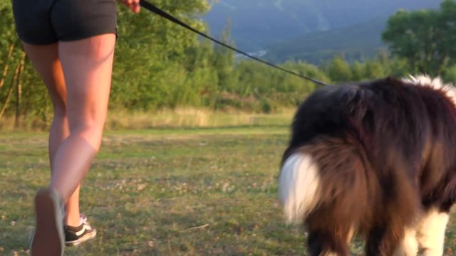 A woman puts her Border Collie on a leash in a meadow and walk away - closeup