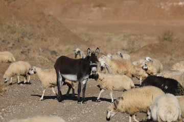 sheep and donkey