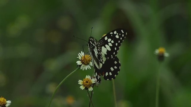Butterflies fly on the flowers To absorb the pollen Then go away.