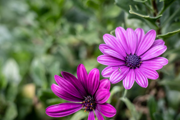 Fototapeta premium purple flower