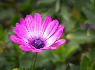 pink flower in garden