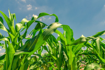 Close-up of green corn plants thriving under clear blue sky in a sunny field. Ideal for agricultural, farming, and natural environment themes.