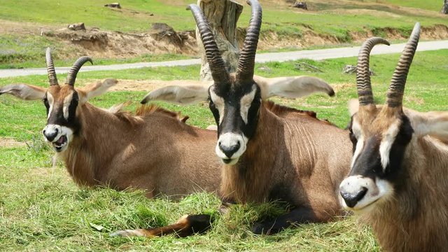 SAFARI PARK POMBIA, ITALY - JULY 7, 2018: Travel in car in SAFARI zoo. brown mountain goats, antelopes, different types of goats are On green grass. artiodactyls. herbivores.