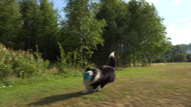 A Border Collie fetches a toy in a meadow in a forest - closeup