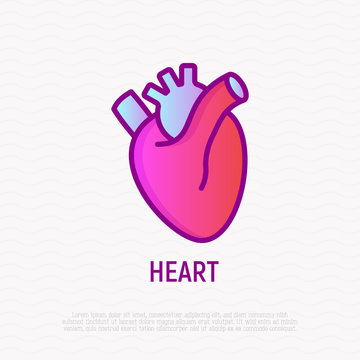 Human anatomical heart thin line icon. Modern vector illustration of human organ.