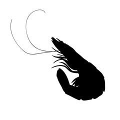 on white background, silhouette of shrimp, food
