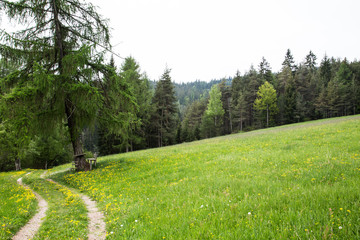 pathway on meadow leading to the woods