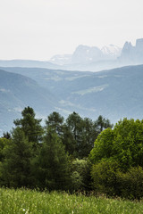 portrait of trees in front of mountainscape