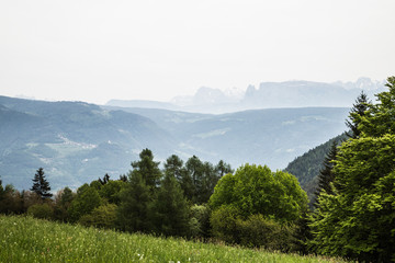 south tyrolian mountains viewed from meadow with trees