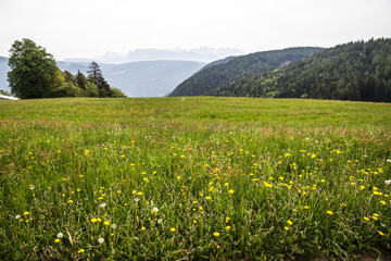 dandelion meadow with view of woods and mountains
