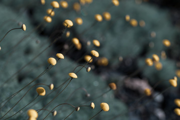 background of small little yellow flower buds