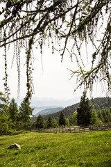 branches in front of summery meadow