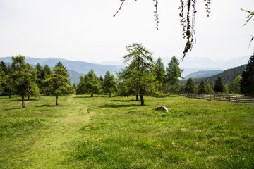 trees growing on grassy meadow in summer