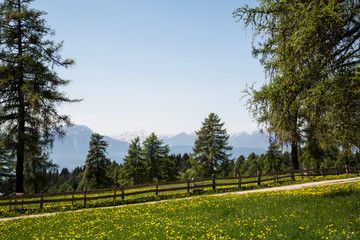 landscape with dandelion meadow with wooden fence and trees