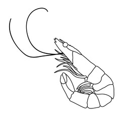 sketch of shrimp, food