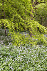 Wild garlic in Millington woods
