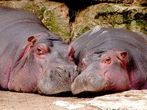 Les hippopotames amoureux