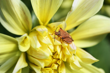 Beetle-rider on a yellow flower.