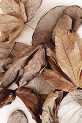 Fototapeta na wymiar Autumn dried leaves on pastel beige background
