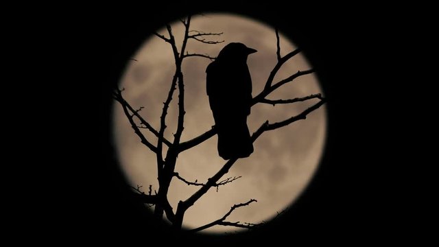 Birds On Branch With Large Moon Behind