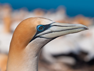 Head of gannet in colony new zealand