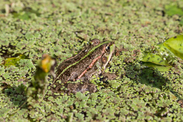 Swamp toad