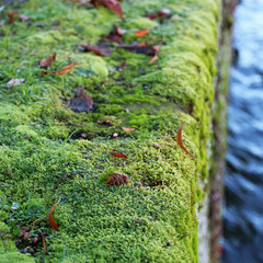 moss on old stone along the water