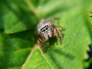 Jumping spider