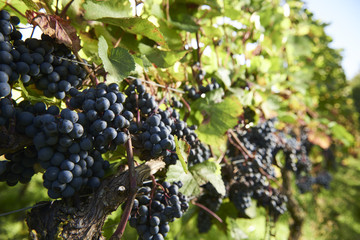  Harvest time at the vineyard 