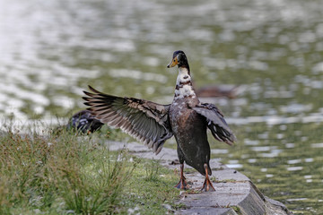 Duck undresses in the water
