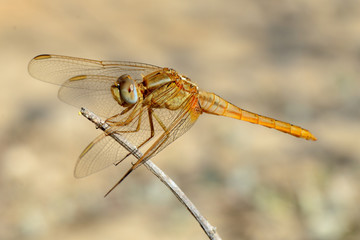 Dragonfly