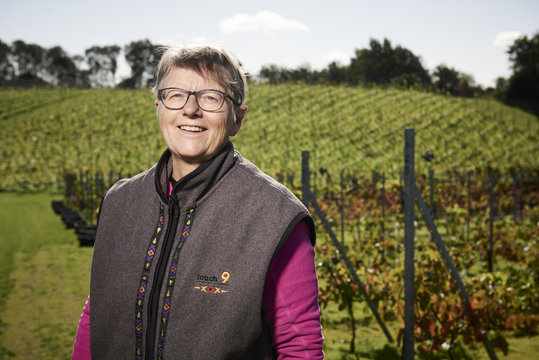 Harvest time at the vineyard 