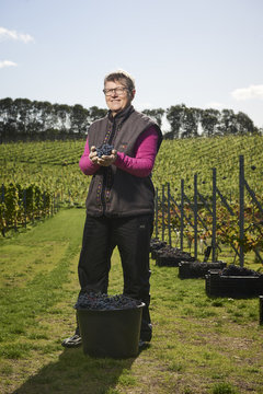Harvest time at the vineyard 