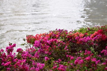Obraz na płótnie Canvas 川沿いに咲く花
