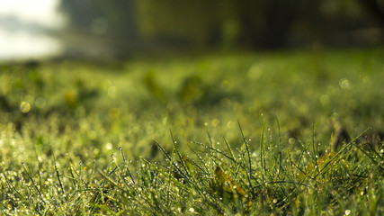 Morning dew on the grass, sunlight, rays, water drops, shine. Vegetative natural background, autumn grass. Morning in the sun, close-up. Background bokeh.