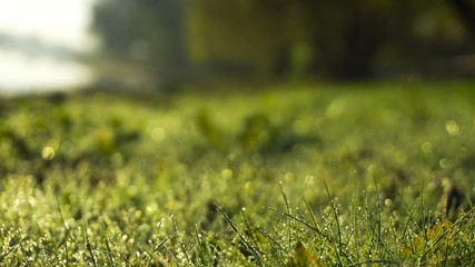 Morning dew on the grass, sunlight, rays, water drops, shine. Vegetative natural background, autumn grass. Morning in the sun, close-up. Background bokeh.